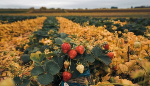 Секреты урожайной клубники: как осенние семена меняют всё