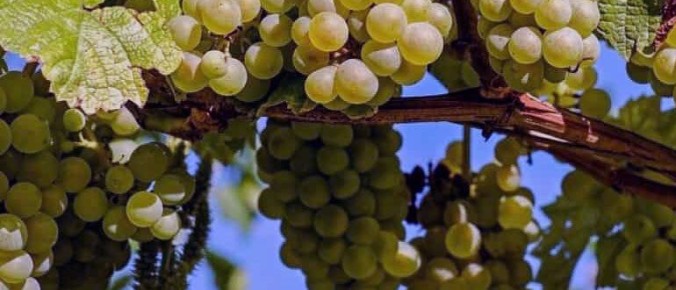 Зола и органика: идеальное питание для винограда