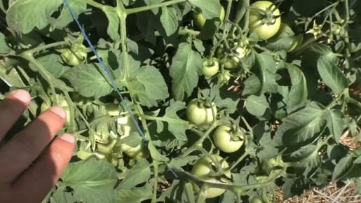 ��� ��������� ������� �������� ������� ������ �� ����