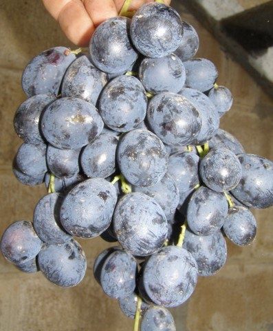 Сорт винограда Велика: красота и вкус, которые стоит попробовать