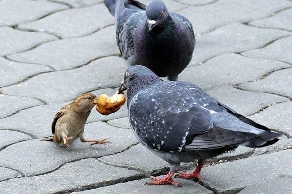 Никогда не сдаваться: правда или иллюзия?