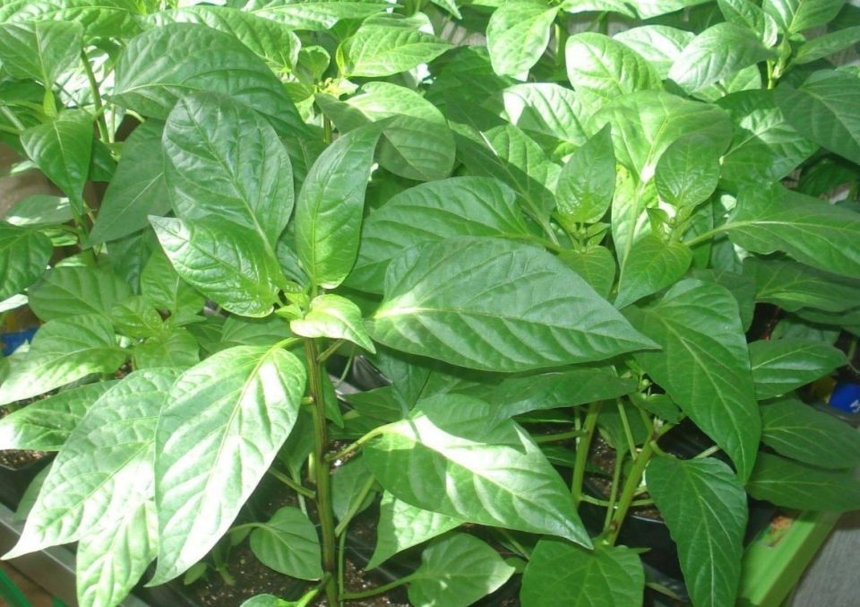 Советы по подготовке семян перца: как добиться отличных всходов за несколько дней