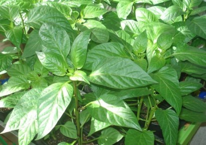 ������ �� ���������� ����� �����: ��� �������� �������� ������� �� ��������� ����