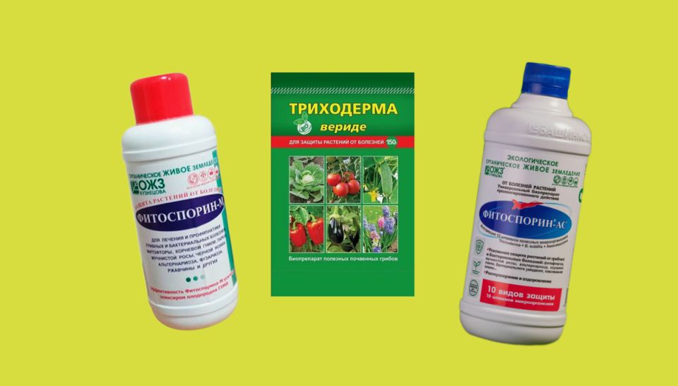 Как выбрать правильный фитоспорин и не ошибиться в выборе