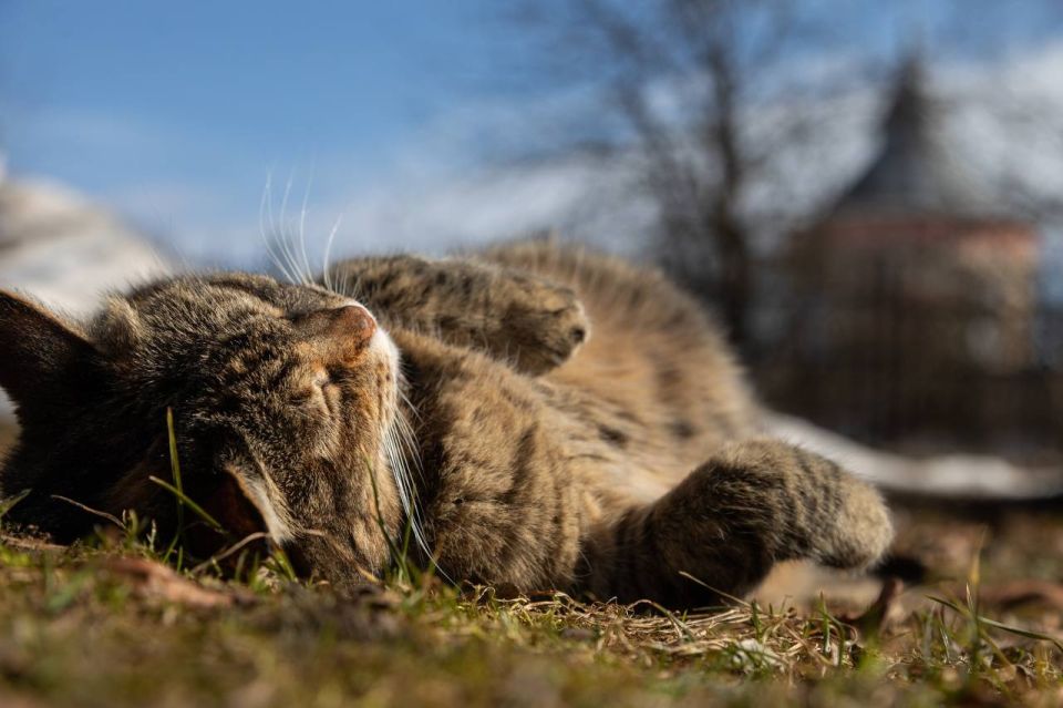 Днём по области +13° +18°, преимущественно без осадков
