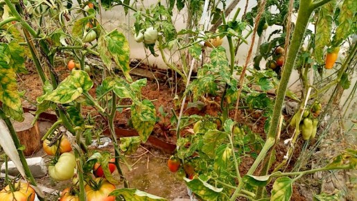 ��� �������� ������ �� ��������� � �������������: ���� � ������������