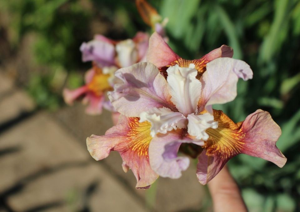 ���������� ������������� �����: ���������� � '����-�����' ����� ������������