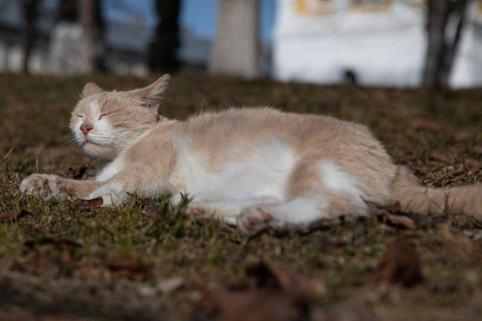 Днём по области +9° +14°, небольшой, местами умеренный дождь, на западе преимущественно без осадков