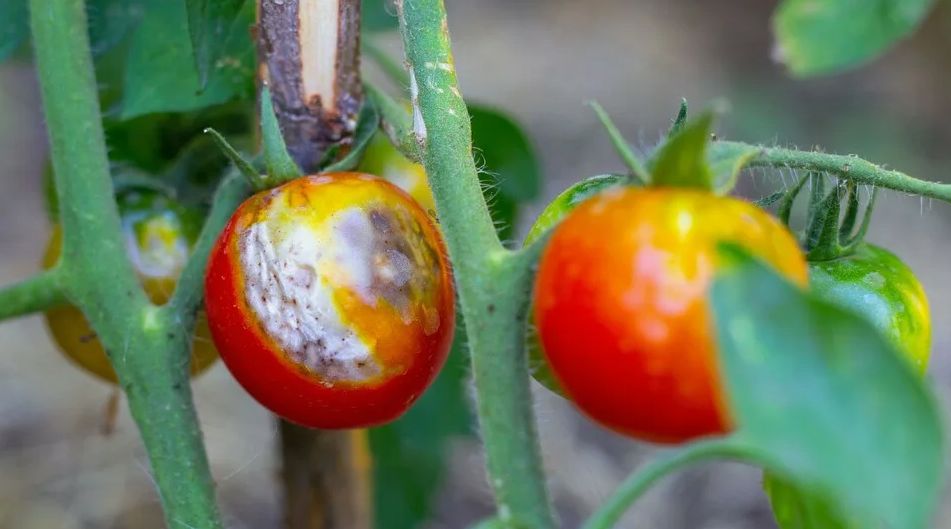 ��� �������� ���������: �������� � ���������� ������ �������