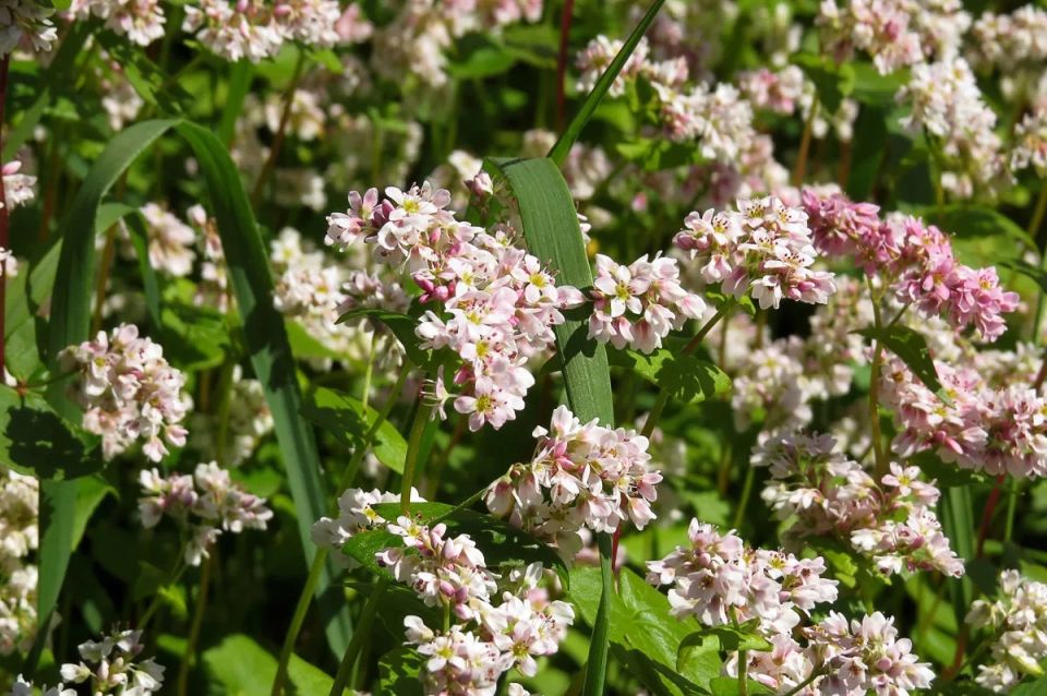 ��������� ���: ����������� �������, ������� ����� �����������