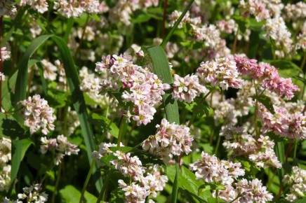 Гречишный чай: неожиданный напиток, который стоит попробовать