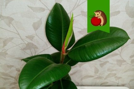 Как вернуть к жизни каучуконосный фикус: 5 шагов к пышному зеленому другу