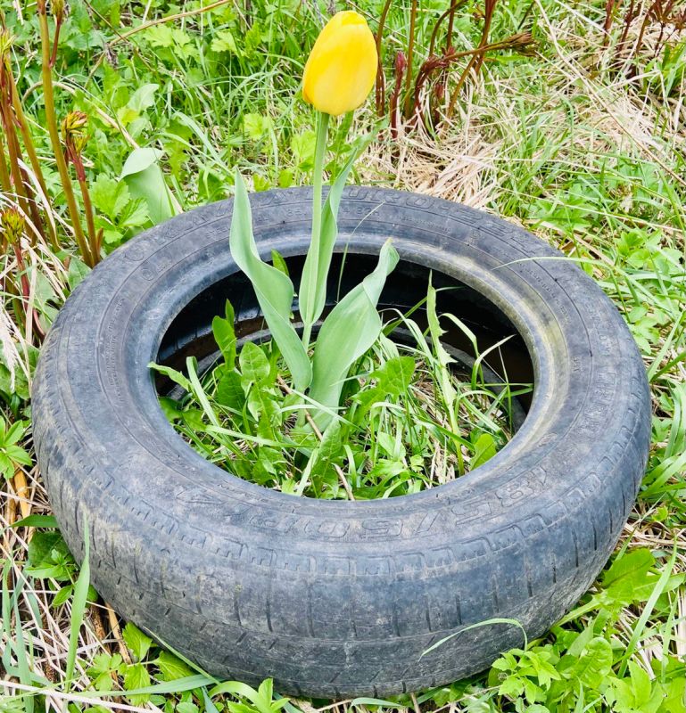 Креативное преобразование старых покрышек: новые идеи для вашего дачного участка