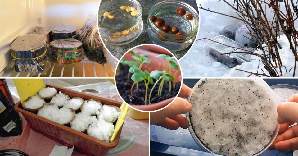 �������������: ����� � ����������� �����, ������� ��������