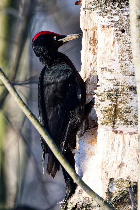 ���� +8� +13�, ���������, ������� ��������� �����