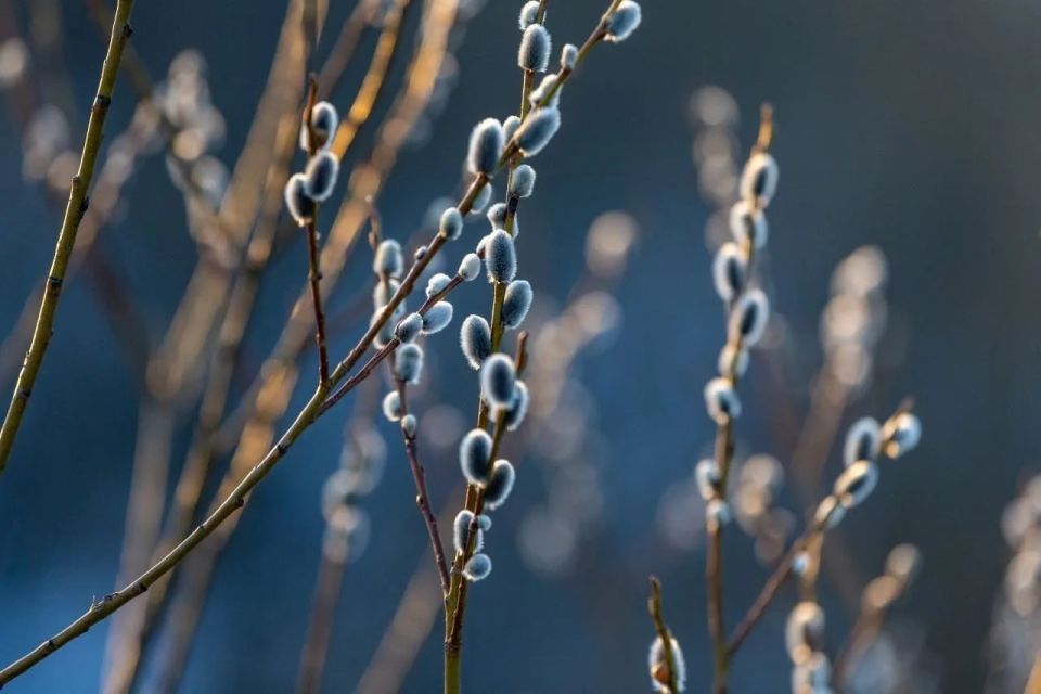 Сегодня Вербное воскресенье