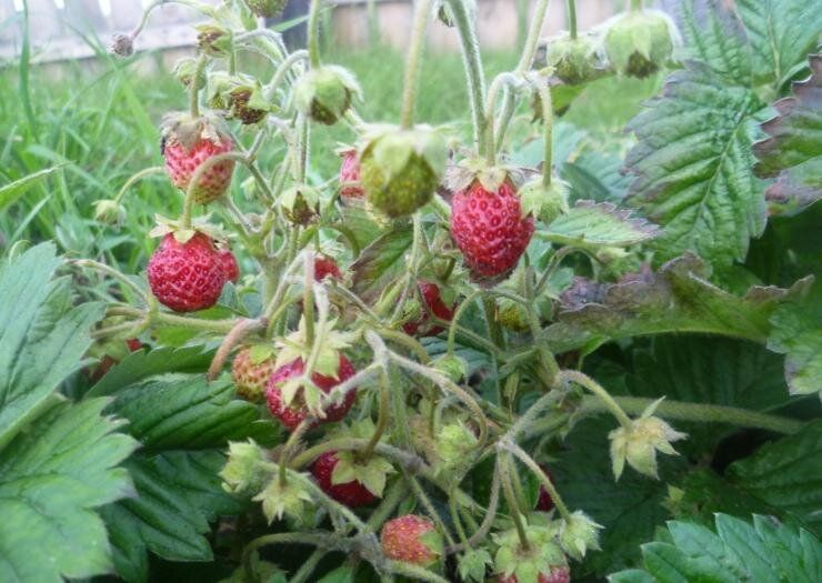 ���������� �� ����� ������ �������: ������� ����� � ������������ ������