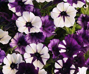 Новые сорта петуний: откройте мир необычных цветов