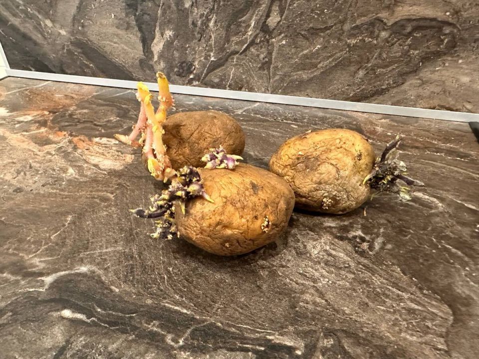 ������ �������� � ����: �����, ������ � �������� �����������