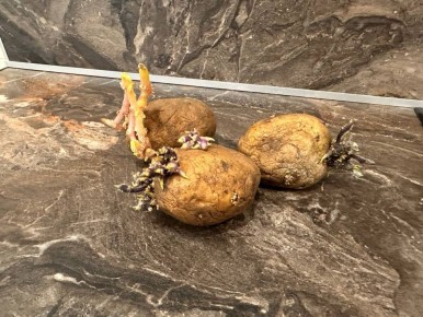 Сажаем картошку в июне: риски, советы и практика огородников