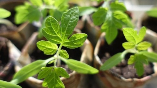 Натуральные препараты для дезинфекции почвогрунта — залог успешного выращивания рассады!