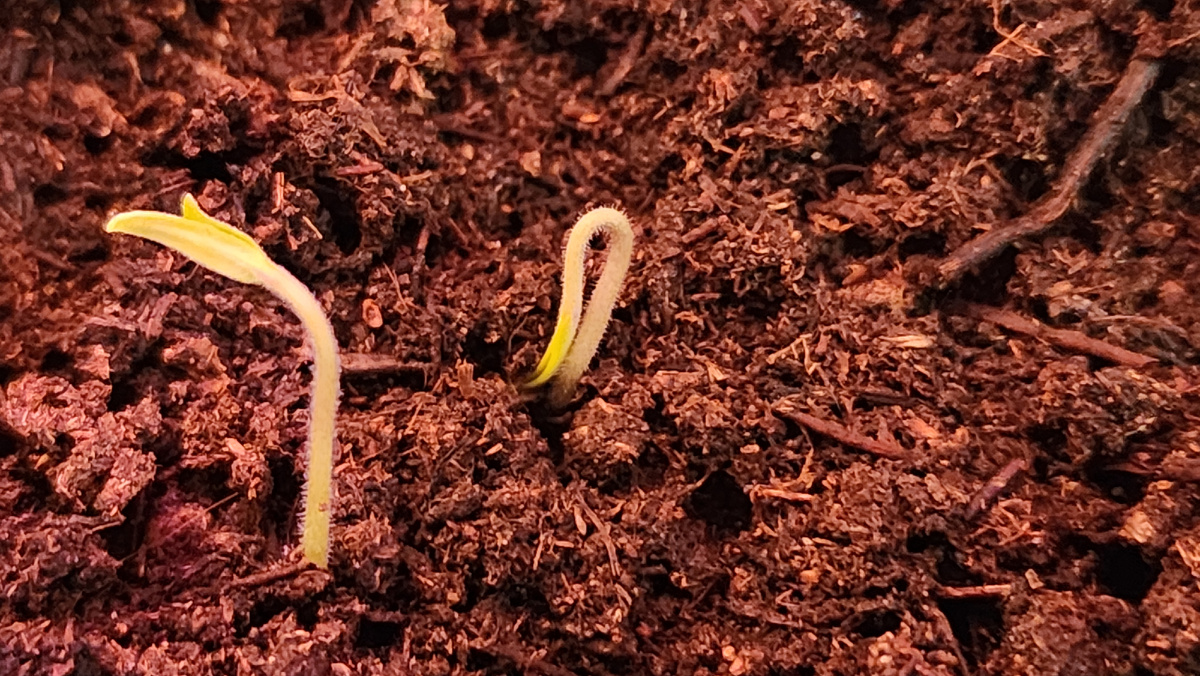 Как укрепить рассаду томатов: советы на старте роста