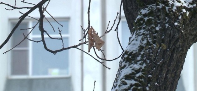 Похолодание и мокрый снег ожидают вологжан в ближайшие дни