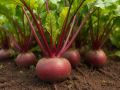Ошибки при посадке свёклы: как избежать снижения урожая