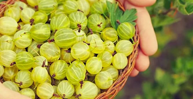 ������ ������ ���������� ��������� �������� �����: ������ �� ���������� ��������