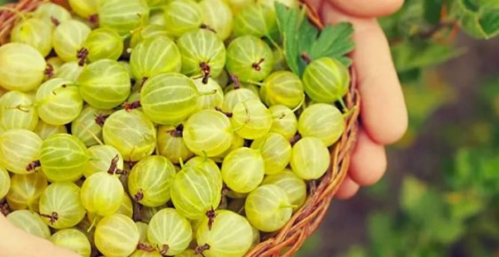 ������ ������ ���������� ��������� �������� �����: ������ �� ���������� ��������