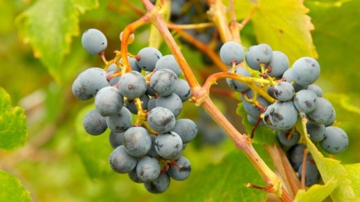 ��������� ������ ��� ���������: 5 ��������, ������� ����� �������� �����