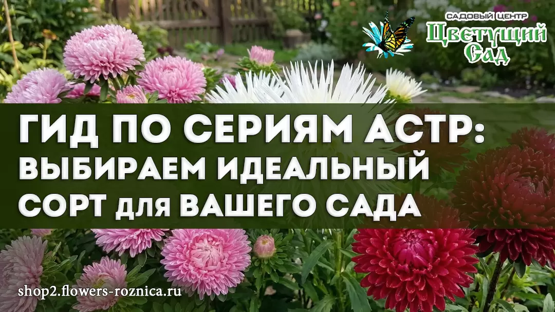 Как выбрать идеальные астры для вашего сада: гид по популярным сортам