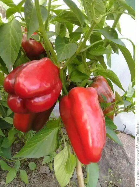 ������, ������� ��������: ����� ���� ������� ��� ������ �������