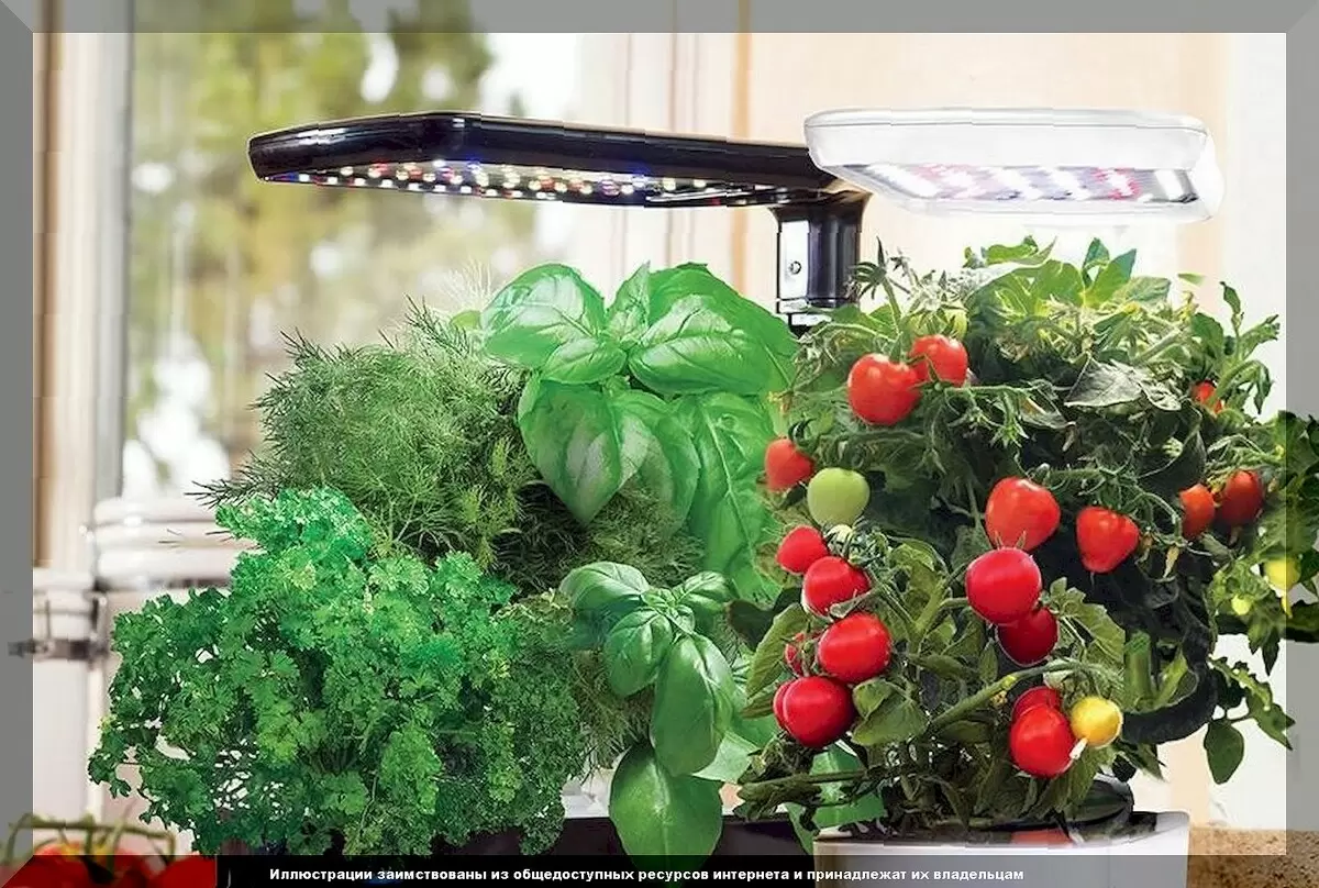 Топ-10 растений для зимней квартиры: как оживить ваш подоконник