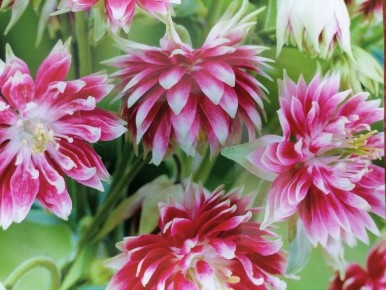 �������� �����������: ��� ������ �� ������������ ��������