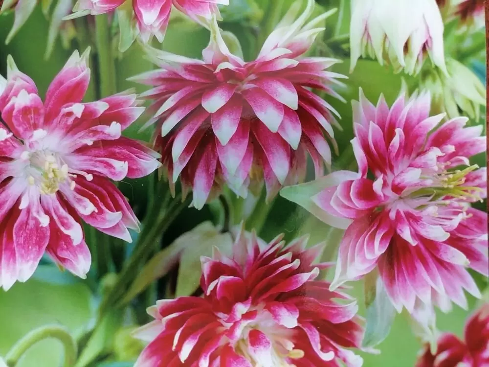 Весеннее пробуждение: что нового на подоконниках Кузбасса