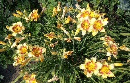 ����������� ���������: ������� ������� ���������