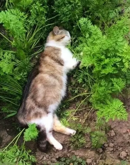 Как защитить огород от котов: полезные советы