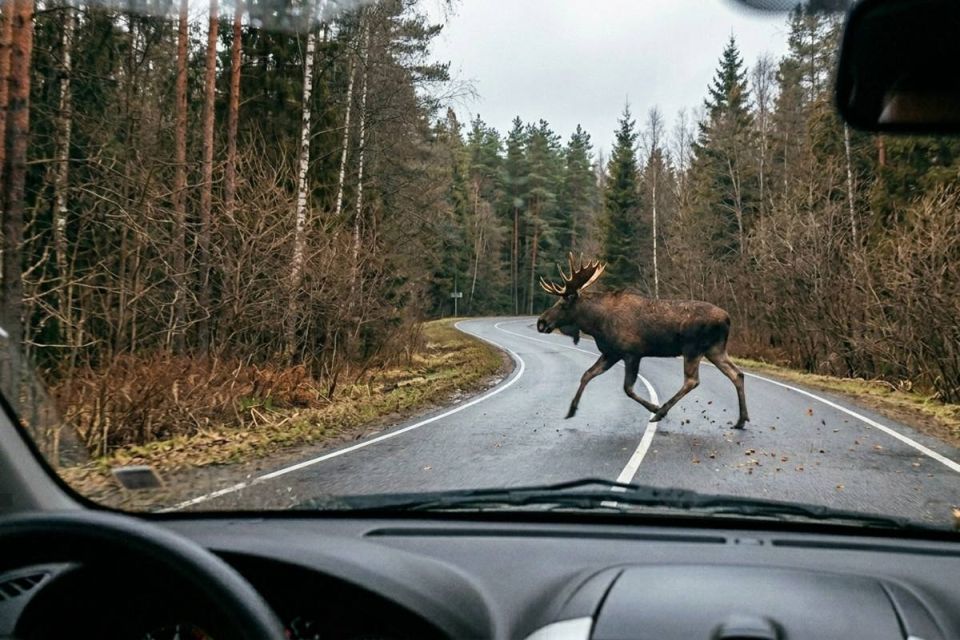 Водителям Вологодчины напомнили, что делать при встрече с лосем