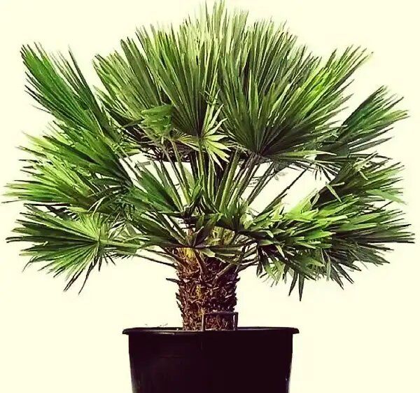 ��������: ��� ������� ����� � ���� ���� � ���� ���������� �������