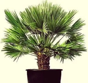 Хамеропс: как создать оазис у себя дома с этой уникальной пальмой