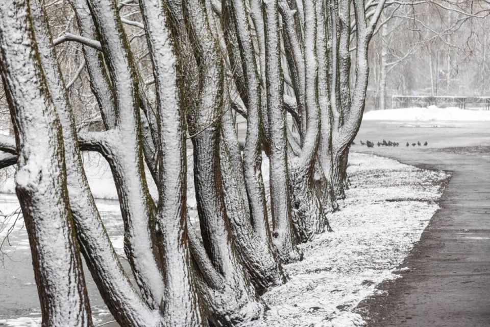 ������� ����������� ������ ������� ����������� ������� ���� �����