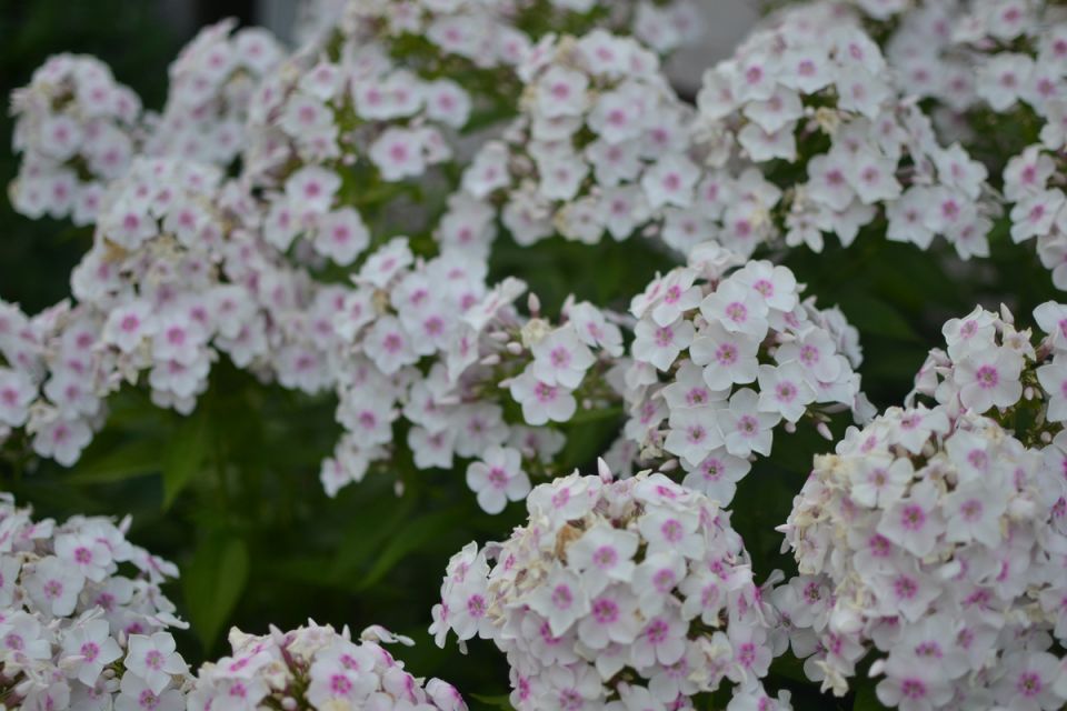 ��� ������� � ����������� ���������� ������ � �������� �����