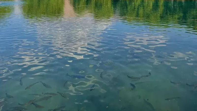 Новые правила рыбного хозяйства: как изменится ловля и забота о природе