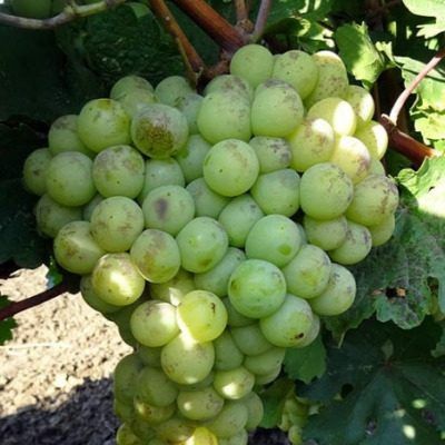 �������� ��������: ������� ��������� ����� � ���������� �������