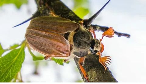 ������� �������� ����: ����, �������� ������ ������������