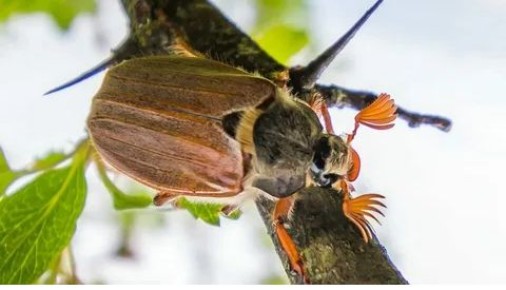 ������� �������� ����: ����, �������� ������ ������������