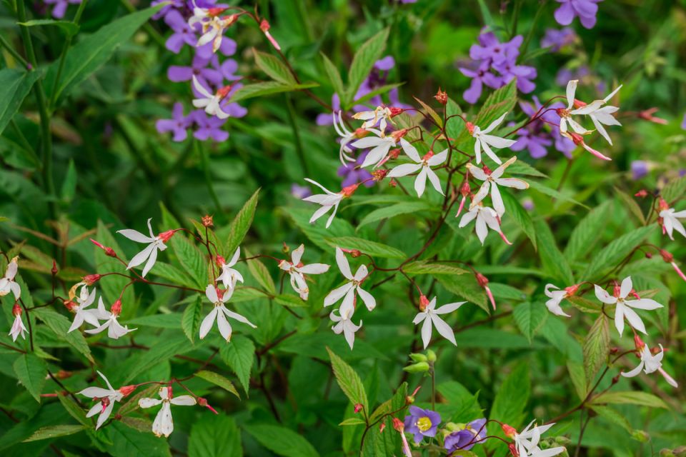 ���������� �������: �������� ��������, ������� ������� ����� ���