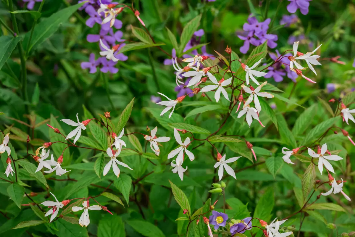 Очарование гилений: звездных красавиц, которые украсят любой сад
