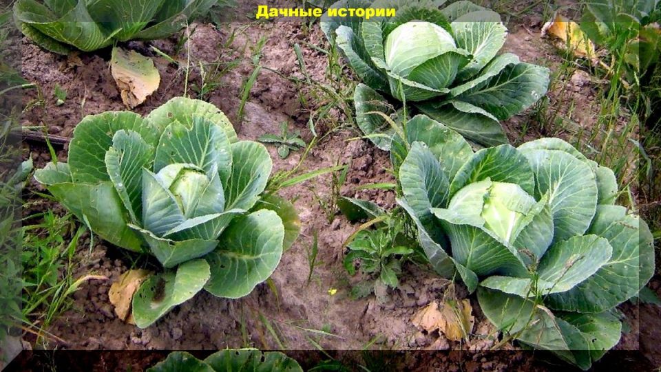 �������� ���� �� ��������: ������� ��������� � ������ �� ����������